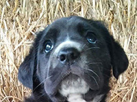 cane corso puppy black