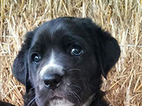 cane corso nero cucciola