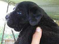 cane corso rustico cucciolo