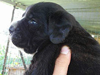 rustic cane corso puppy