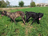 cane corso mating