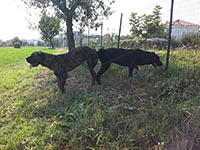 mating cane corso