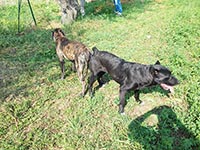 rustic cane corso mating