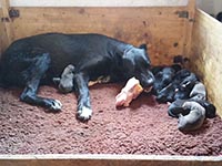 cane corso litter