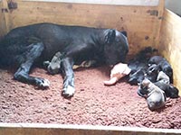 rustic cane corso puppies