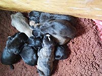 cane corso puppies