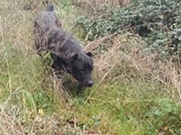 cucciolo cane corso rustico