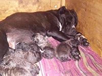 rustic cane corso puppies