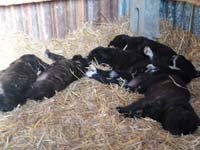 cane corso rustic pups