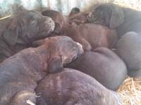 cane corso rustic pups