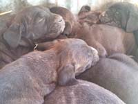 rustic type cane corso puppies