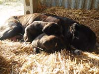 cane corso rustic type