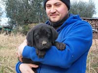cane corso black puppy