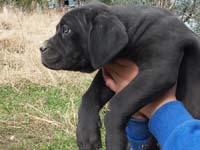 cane corso black puppy