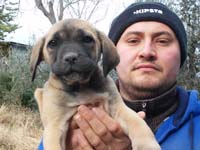 cane corso fawn puppy