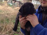 rustic cane corso