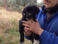 italian cane corso pup