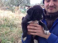 black cane corso puppy