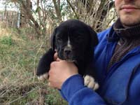 black cane corso puppy