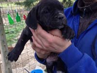 black cane corso puppy