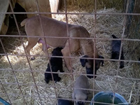 cuccioli cane corso rustico