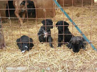 cuccioli cane corso rustico