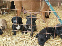 cuccioli cane corso rustico
