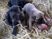 cane corso rustico