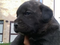 cane corso rustico