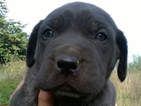 cane corso rustico