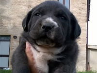 cuccioli cane corso nero