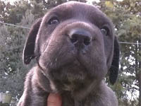 cuccioli cane corso rustico