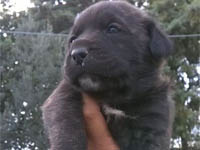 cuccioli cane corso rustico