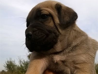 cane corso formentino