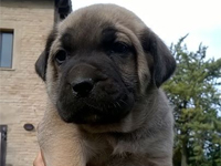 cane corso frumentino 