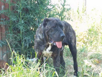 cuccioli cane corso rustico