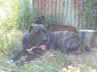 cane corso nero