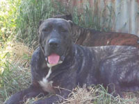 cane corso